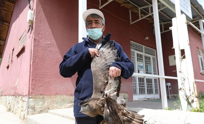 Yaralı şahine belediye personeli sahip çıktı