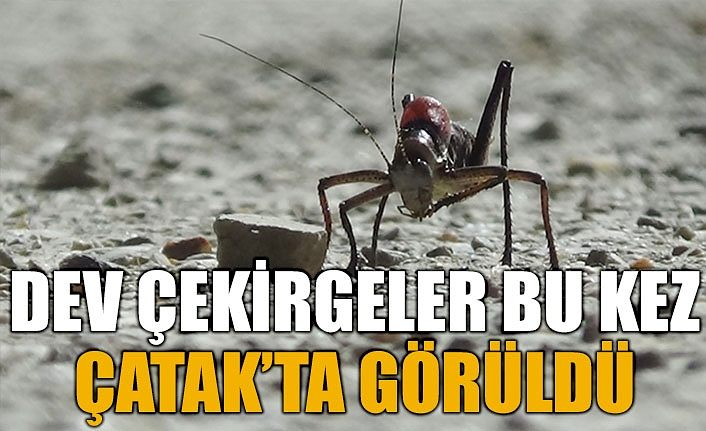 Dev çekirgeler bu kez Çatak’ta görüldü