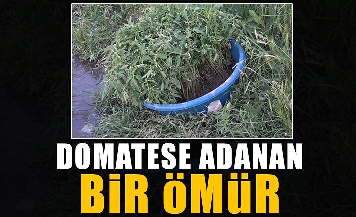 Domatese adanan bir ömür