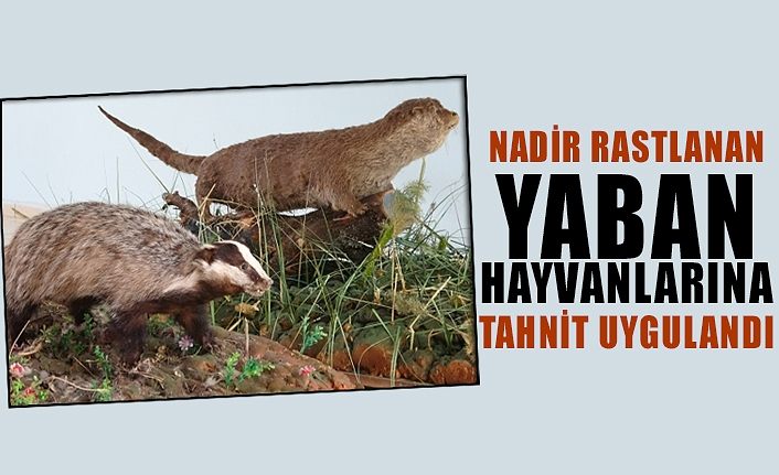 Nadir rastlanan yaban hayvanlarına tahnit uygulandı