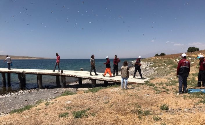 Adadaki ölü martılar toplatıldı