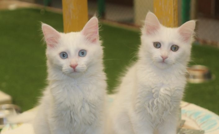 Bakanlık kararı Van kedisi hayranlarını sevindirdi