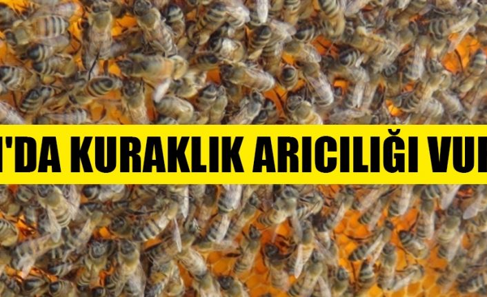 Van'da Kuraklık arıcılığı vurdu
