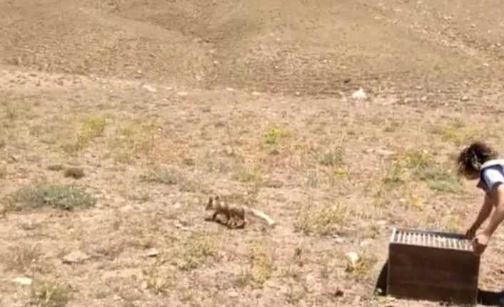 Van'da Tedavileri tamamlanan yavru tilkiler doğaya bırakıldı