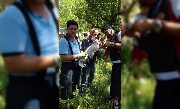 Van'da uçurtma ipine dolanan martı kurtarıldı