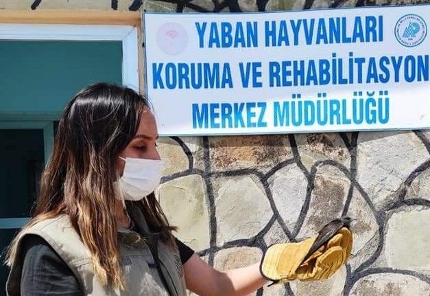 Yaralı kuşlar tedavi altına alındı