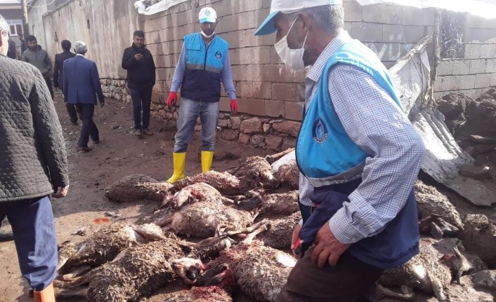 Çaldıran’da sel felaketi, onlarca hayvan telef oldu