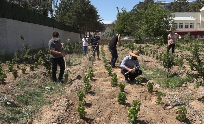 Endemik Erciş üzümü gelecek nesiller için toprakla buluşturuldu