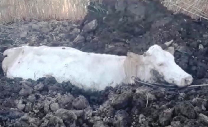 Gevaş’ta bataklığa saplanan inek kurtarıldı