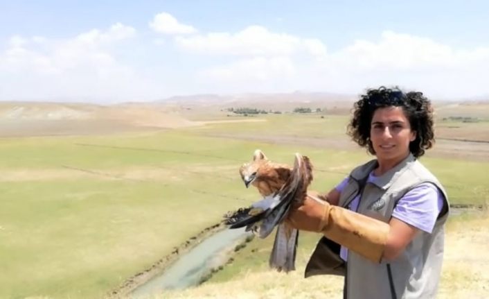 Tedavileri tamamlanan kuşlar doğaya salındı