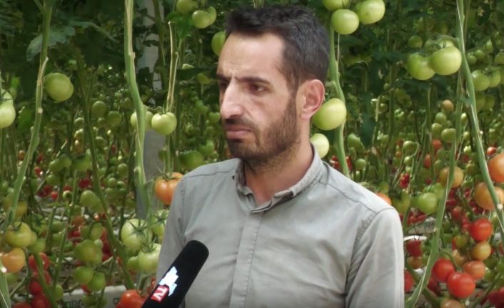 Türkiye'nin ilk jeotermal serası Çaldıran'da