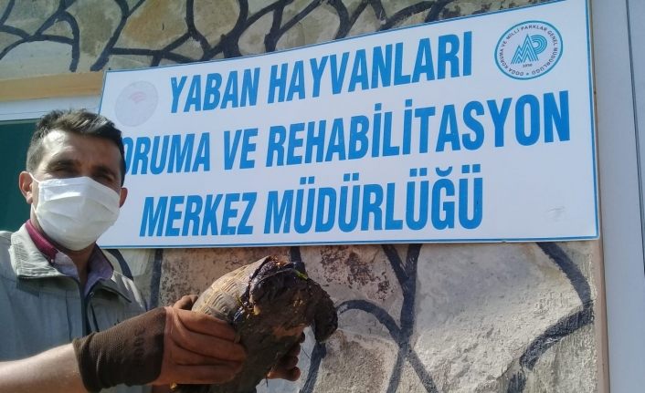 Ziftte bulanmış kaplumbağa temizlenerek doğaya salındı