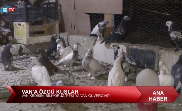 Van Kedisini biliyoruz, peki ya Van Güvercinini?