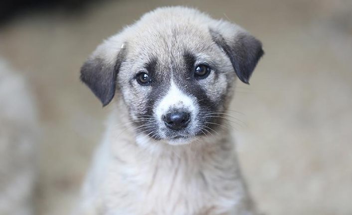 Van’da sokak köpeklerine şiddet kameralara yansıdı