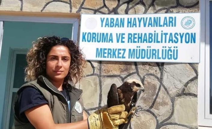 Van’da yaralı kuşlar tedavi altına alındı