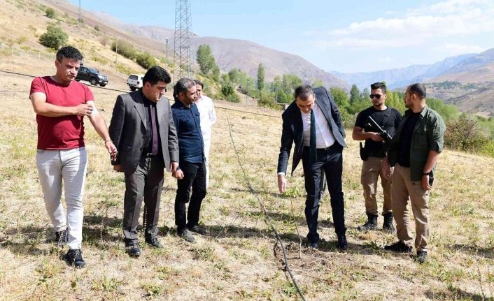 Çatak’ta kapama ceviz bahçeleri kuruluyor