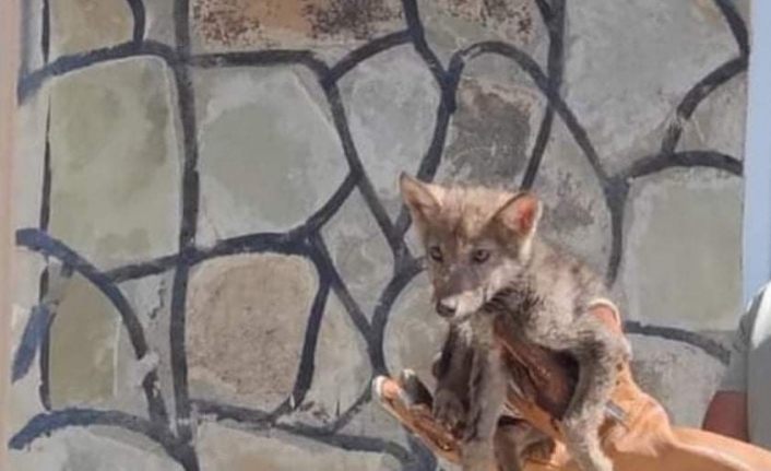 Tedavisi tamamlanan yavru kurt doğaya bırakıldı