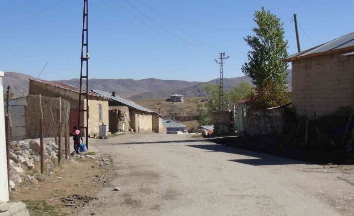 Van’da bir mahalleyi pireler bastı
