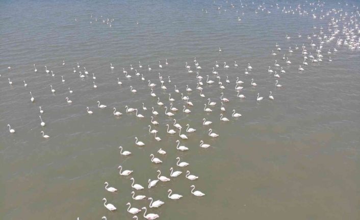 Göçe hazırlanan flamingolardan görsel şölen