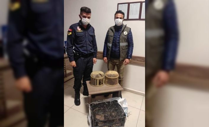 Van’da kafes avcılığı