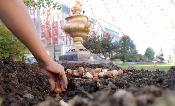 Van’da park ve caddelere 120 bin lale soğanı dikildi