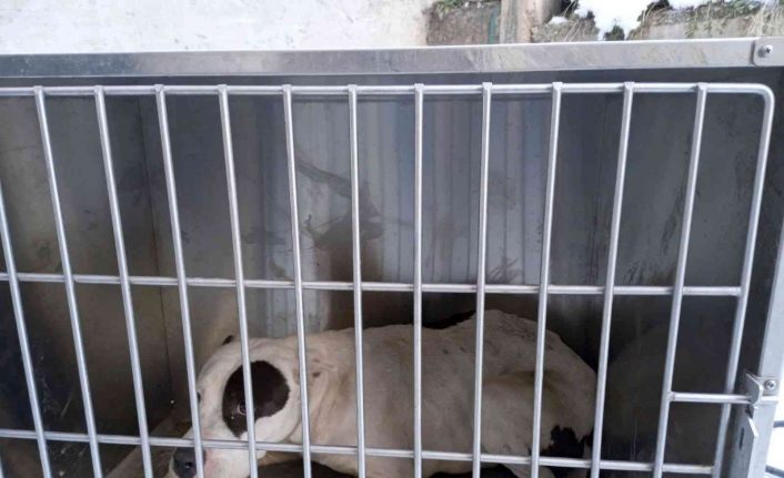 Çatak’ta pitbull cinsi köpek yakalandı