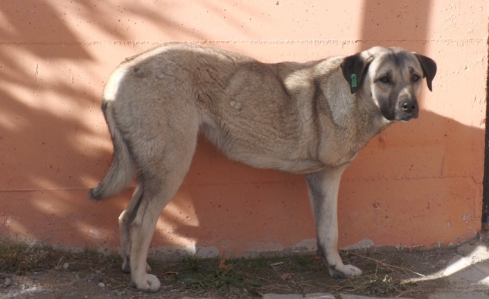 Edremit Engelsiz Yaşam Merkezi, engelli köpeğe sahip çıktı