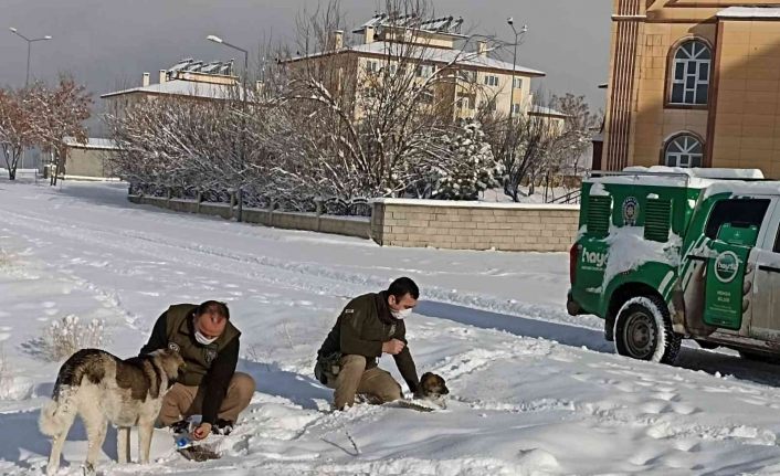 Van polisi sokak hayvanları için seferber oldu