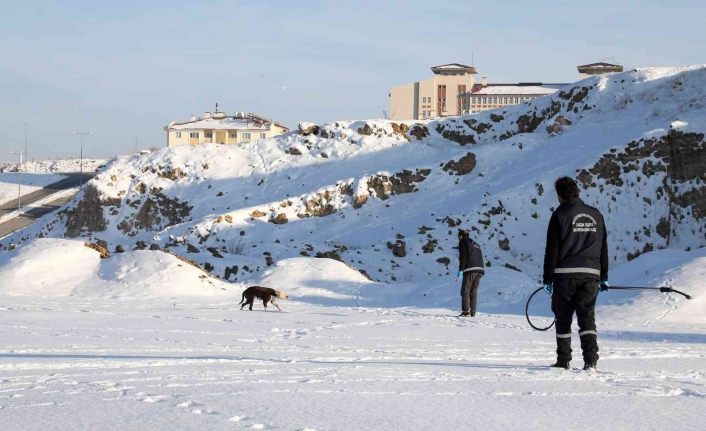Van’da sahipsiz pitbull cinsi köpek koruma altına alındı