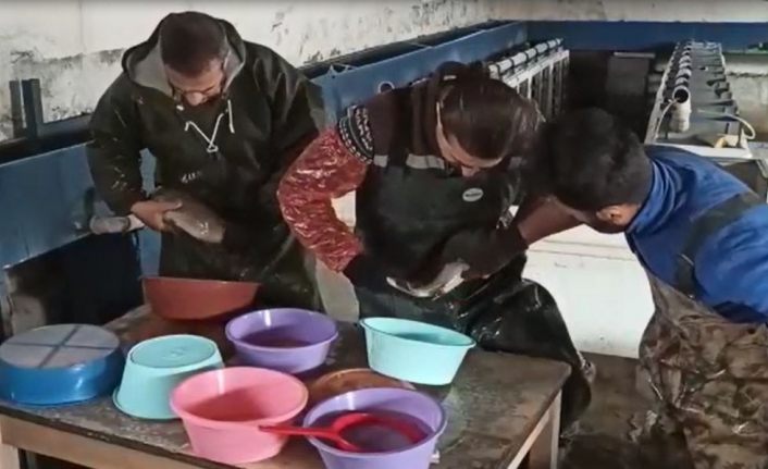 Van’daki balık çiftliklerinde alabalık sağımı