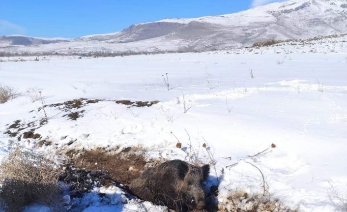 Aracın çarptığı yaban domuzu tedavi altına alındı