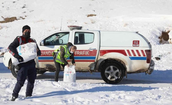 Başkale’de sokak hayvanları yalnız bırakılmıyor