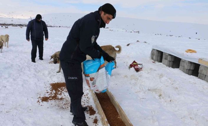 Erciş’te sokak hayvanları unutulmadı