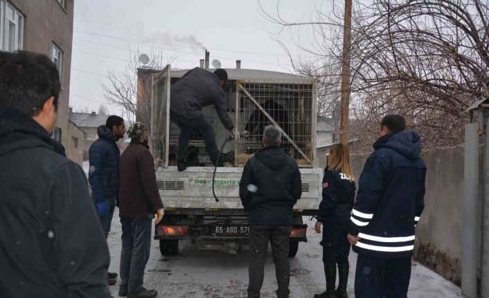 Okul bahçesine bırakılan sahipsiz pitbull yakalandı