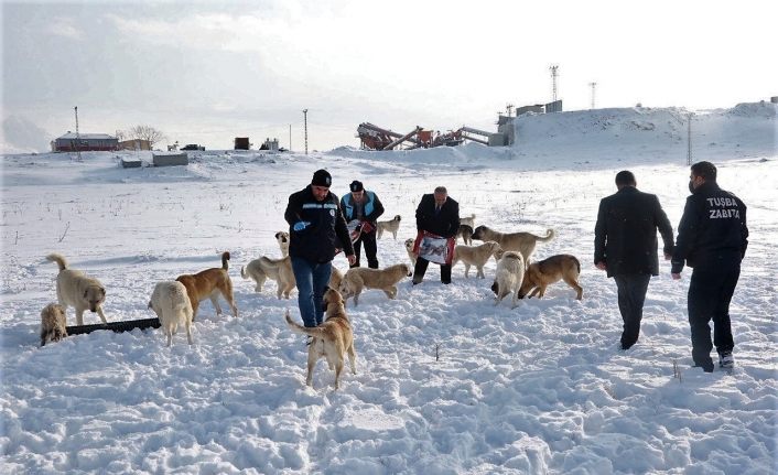 Van YYÜ’deki sokak hayvanları Tuşba Belediyesine emanet