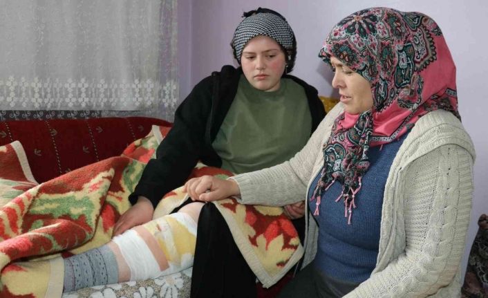 Van’da başıboş köpek dehşeti