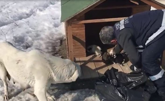 Annesiz kalan 11 yavru köpeği başka bir anne köpek sahiplendi