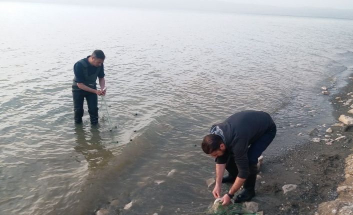 Erçek Gölü’ndeki inci kefali balıkları da korunuyor