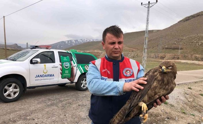 Van’da bulunan kartal tedaviye alındı