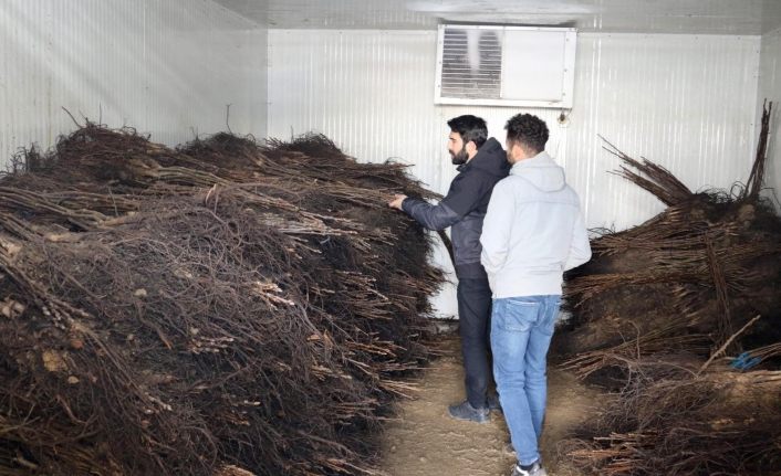 Van’da çiftçilere yüzde 50 hibe ile ceviz fidanı dağıtımı