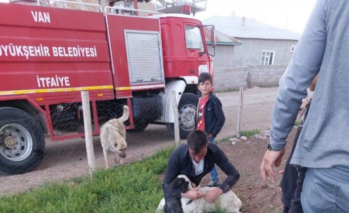 Foseptik çukuruna düşen kuzu itfaiye tarafından kurtarıldı
