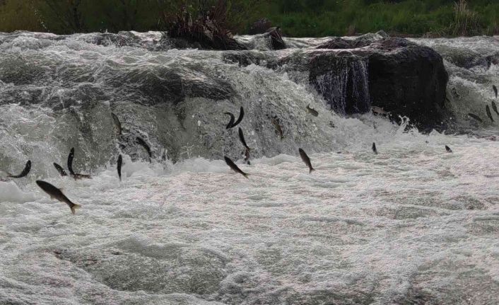 İnci kefalinin yumurta bırakmak için 23 kilometrelik serüveni
