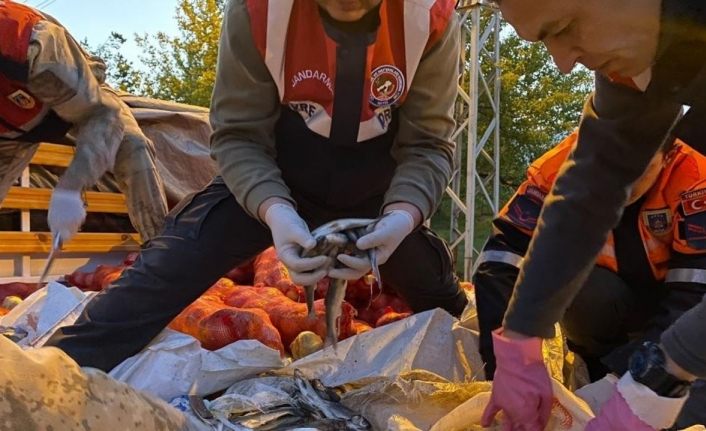 Muradiye’de kaçak avlanmış 11 ton inci kefali ele geçirildi