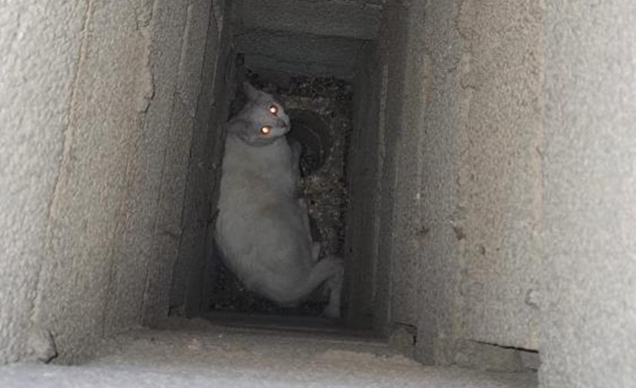 Apartmanın bacasında mahsur kalan kedi kurtarıldı