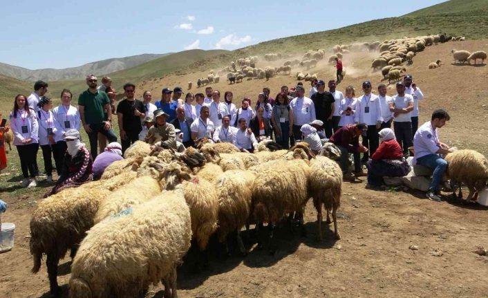 Ünlü aşçılar yaylada koyun sağdı