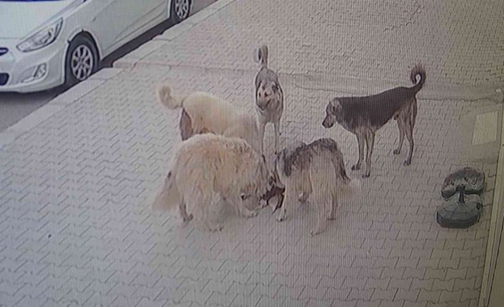 Van’da 5 köpek kediyi parçalayarak öldürdü