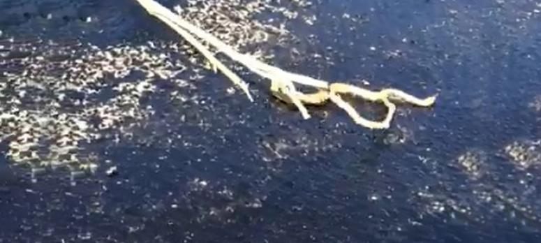  Sıcaktan eriyen asfalta yapışan yılanı vatandaş kurtardı