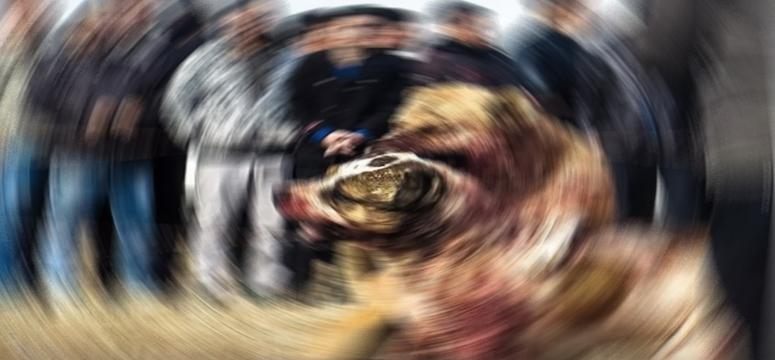 Köpek dövüştürenlere büyük ceza