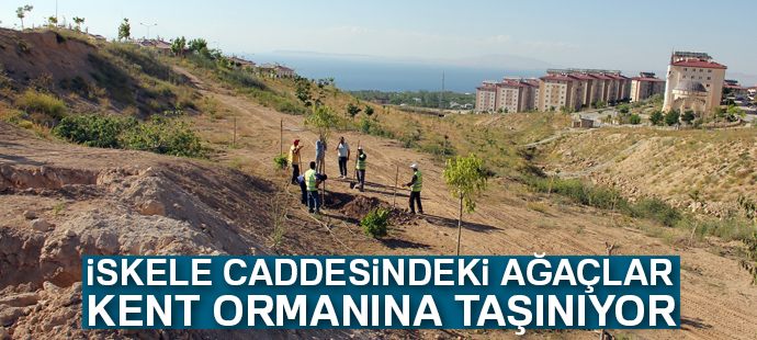 Van Büyükşehir iskele caddesindeki ağaçları kent ormanına taşıyor