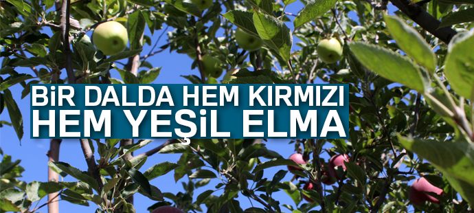 Aynı ağaçta hem yeşil hem kırmızı elma yetiştirdi